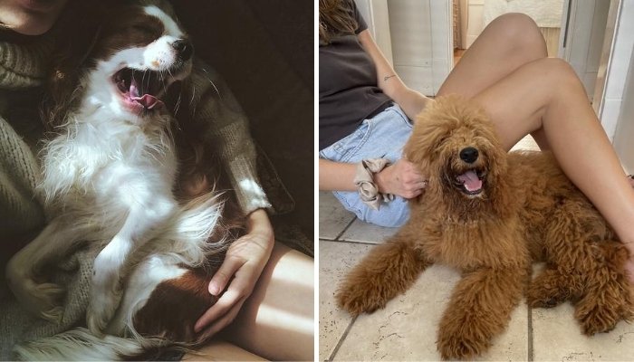 How to Stop a Dog from Barking